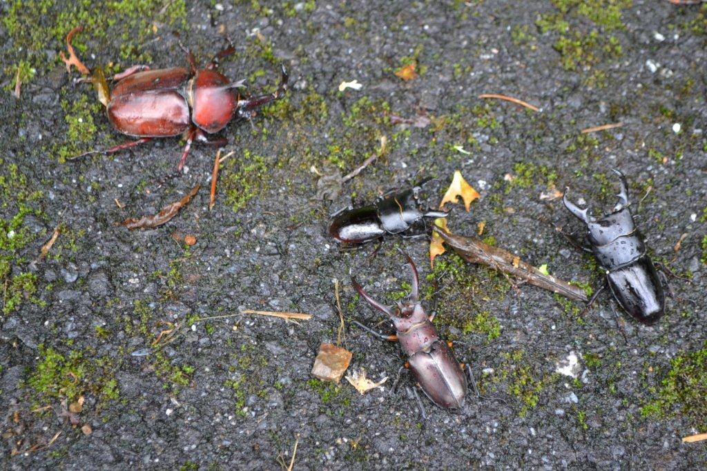 «ö¦¹¦b·sµøµ¡ÂsÄý¹Ï¤ù