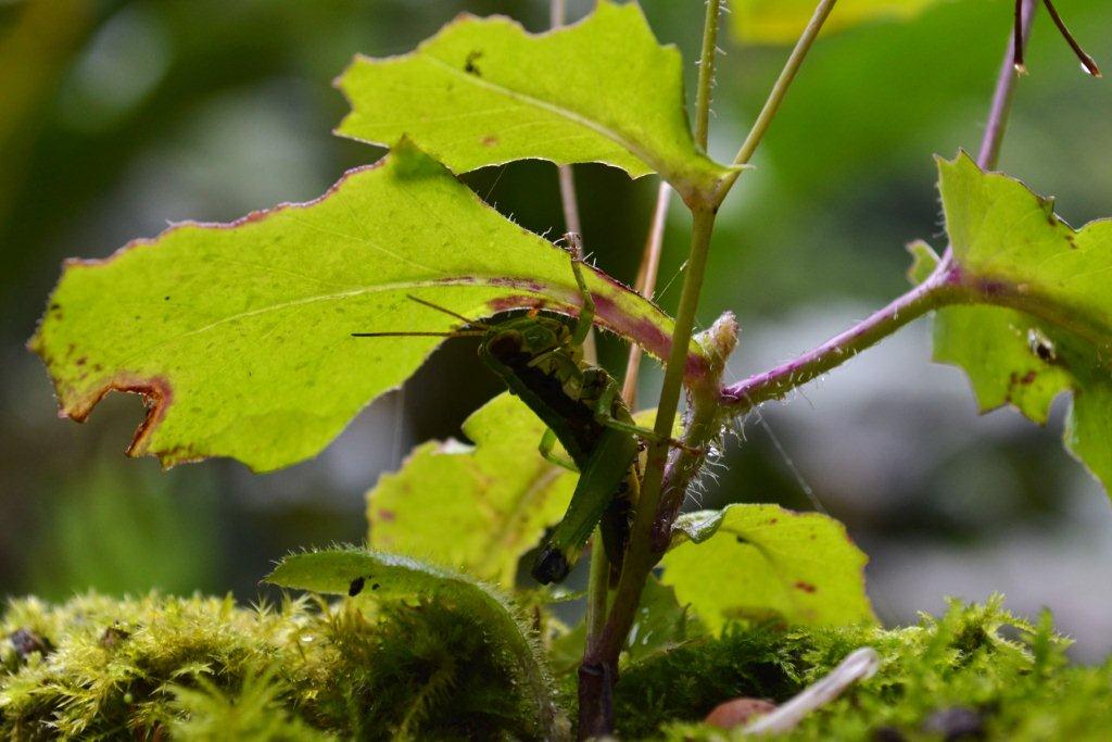 «ö¦¹¦b·sµøµ¡ÂsÄý¹Ï¤ù