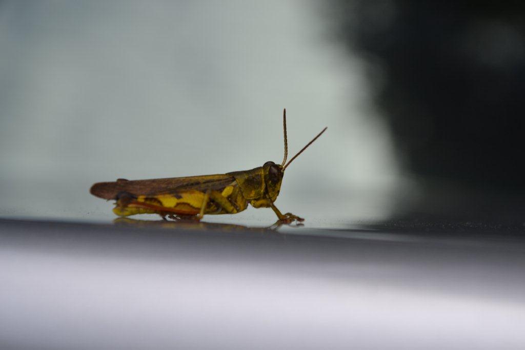 «ö¦¹¦b·sµøµ¡ÂsÄý¹Ï¤ù