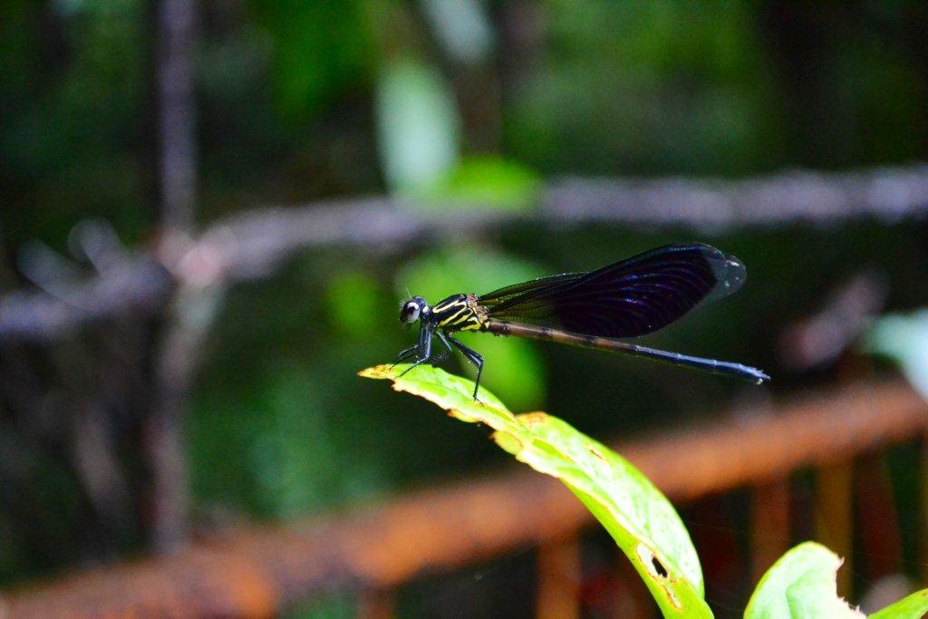 «ö¦¹¦b·sµøµ¡ÂsÄý¹Ï¤ù