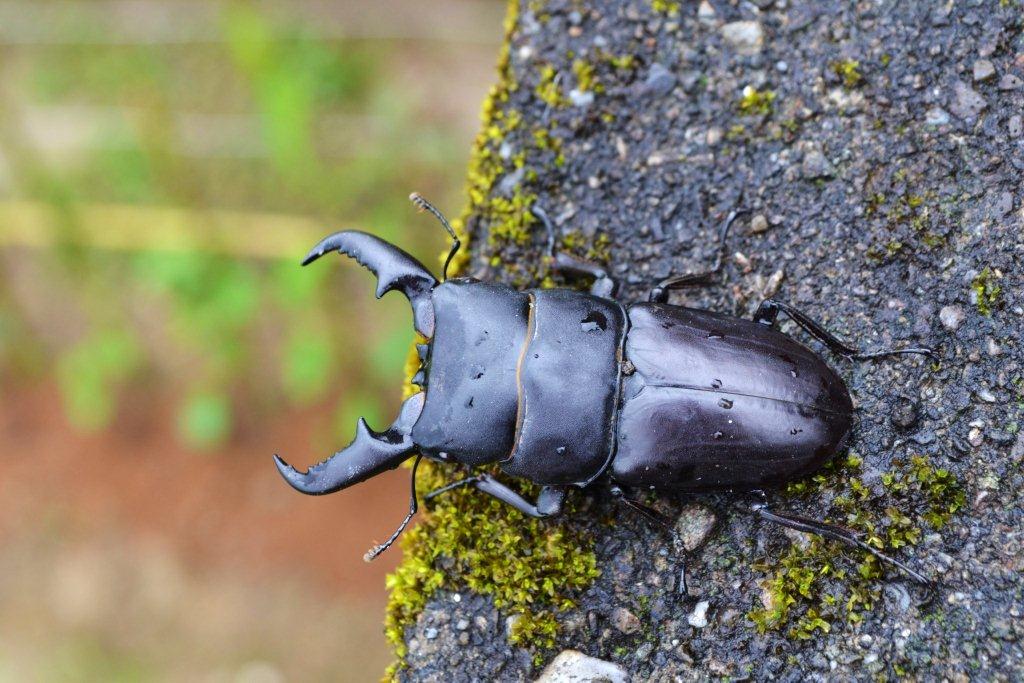 «ö¦¹¦b·sµøµ¡ÂsÄý¹Ï¤ù