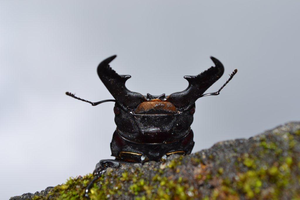 «ö¦¹¦b·sµøµ¡ÂsÄý¹Ï¤ù