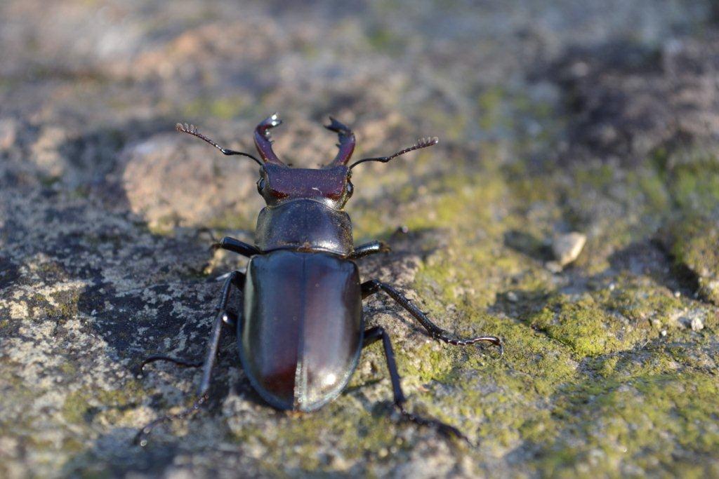 «ö¦¹¦b·sµøµ¡ÂsÄý¹Ï¤ù