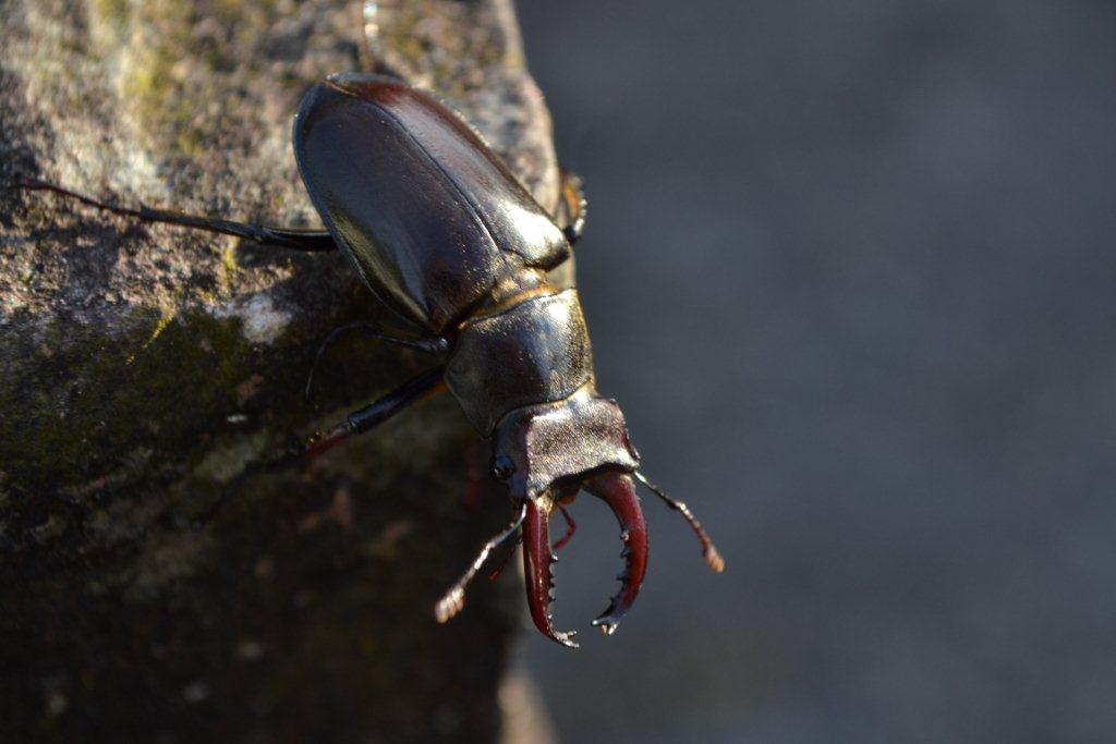 «ö¦¹¦b·sµøµ¡ÂsÄý¹Ï¤ù