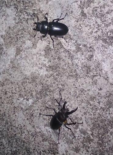 «ö¦¹¦b·sµøµ¡ÂsÄý¹Ï¤ù