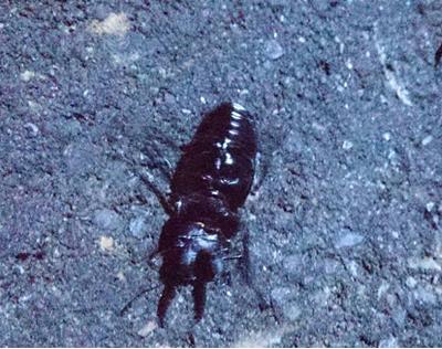 «ö¦¹¦b·sµøµ¡ÂsÄý¹Ï¤ù