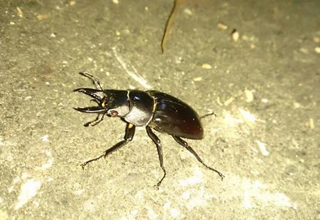 «ö¦¹¦b·sµøµ¡ÂsÄý¹Ï¤ù