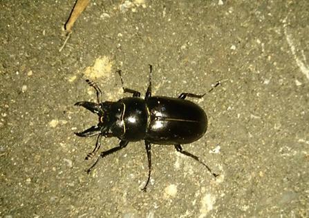 «ö¦¹¦b·sµøµ¡ÂsÄý¹Ï¤ù