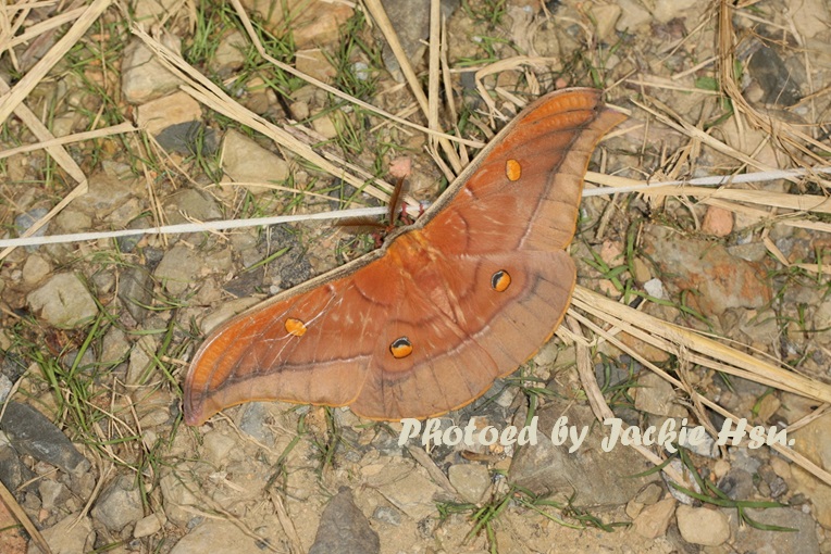 «ö¦¹¦b·sµøµ¡ÂsÄý¹Ï¤ù