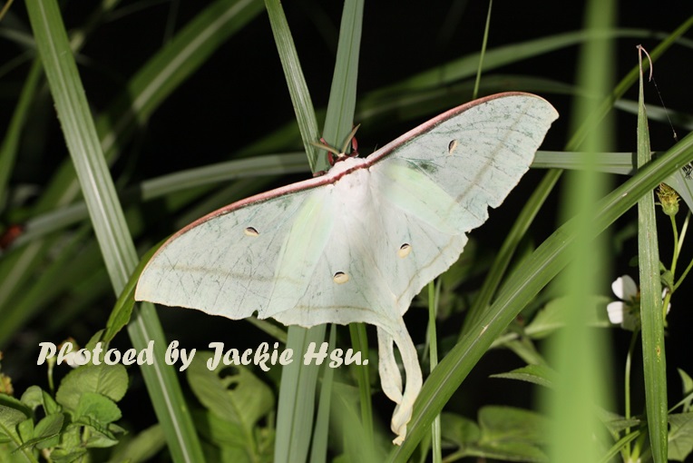 «ö¦¹¦b·sµøµ¡ÂsÄý¹Ï¤ù