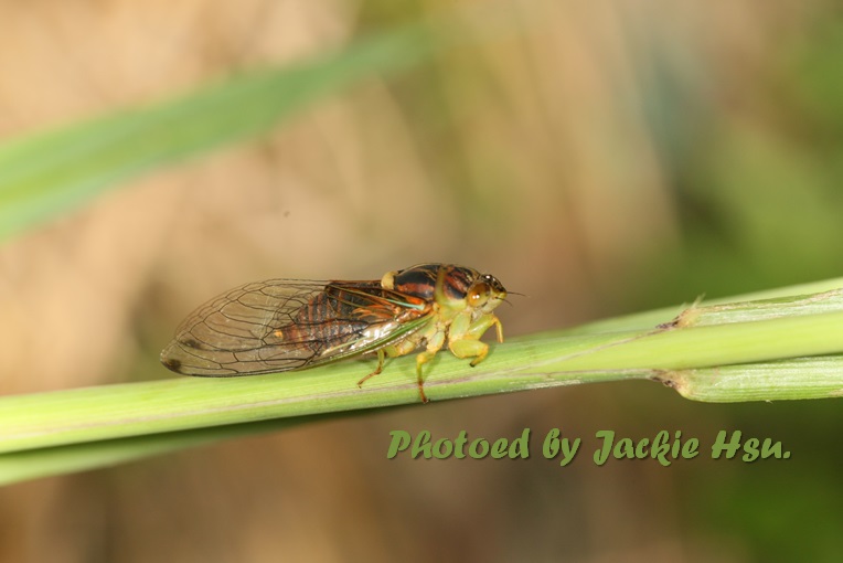 «ö¦¹¦b·sµøµ¡ÂsÄý¹Ï¤ù