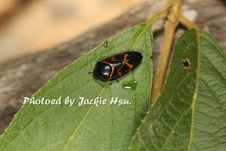 «ö¦¹¦b·sµøµ¡ÂsÄý¹Ï¤ù