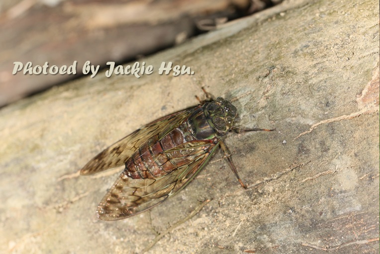 «ö¦¹¦b·sµøµ¡ÂsÄý¹Ï¤ù