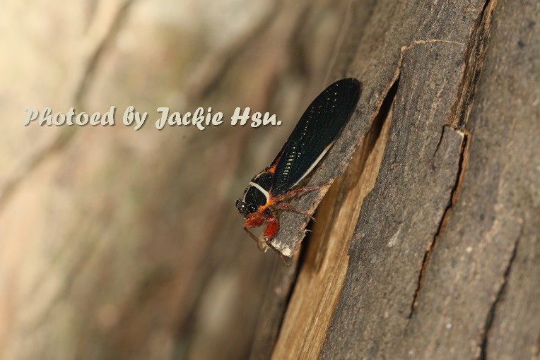 «ö¦¹¦b·sµøµ¡ÂsÄý¹Ï¤ù