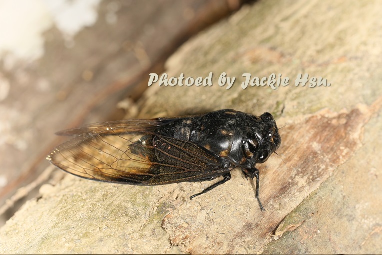 «ö¦¹¦b·sµøµ¡ÂsÄý¹Ï¤ù