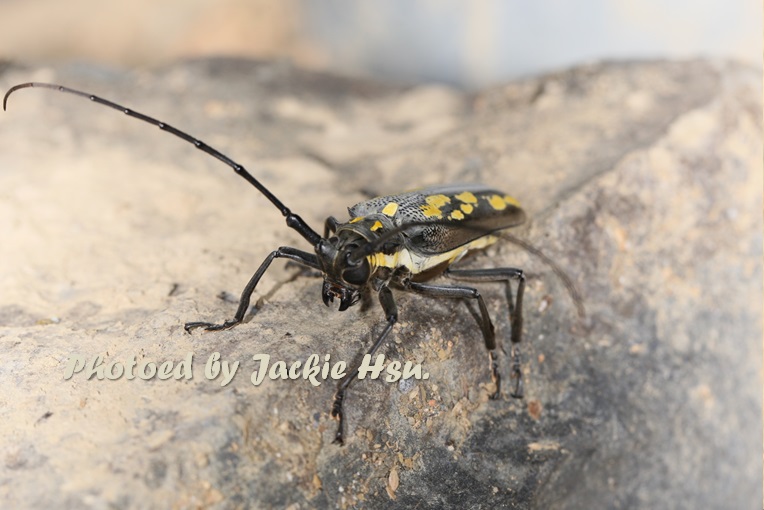 «ö¦¹¦b·sµøµ¡ÂsÄý¹Ï¤ù