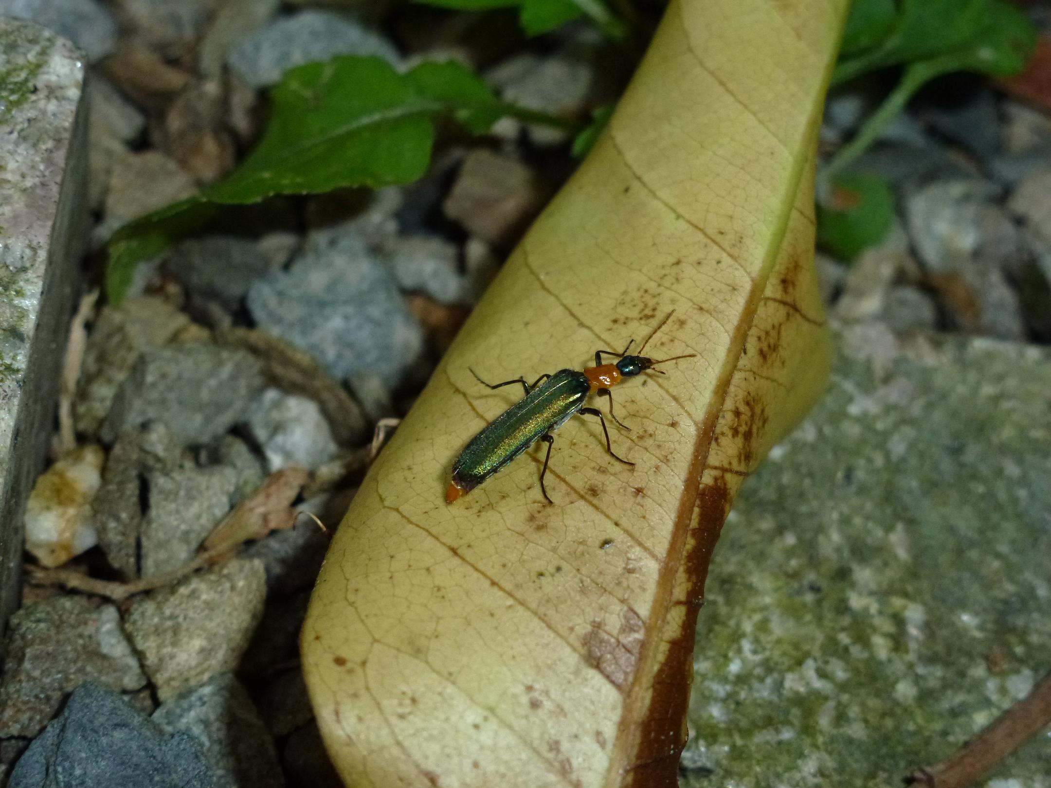 «ö¦¹¦b·sµøµ¡ÂsÄý¹Ï¤ù