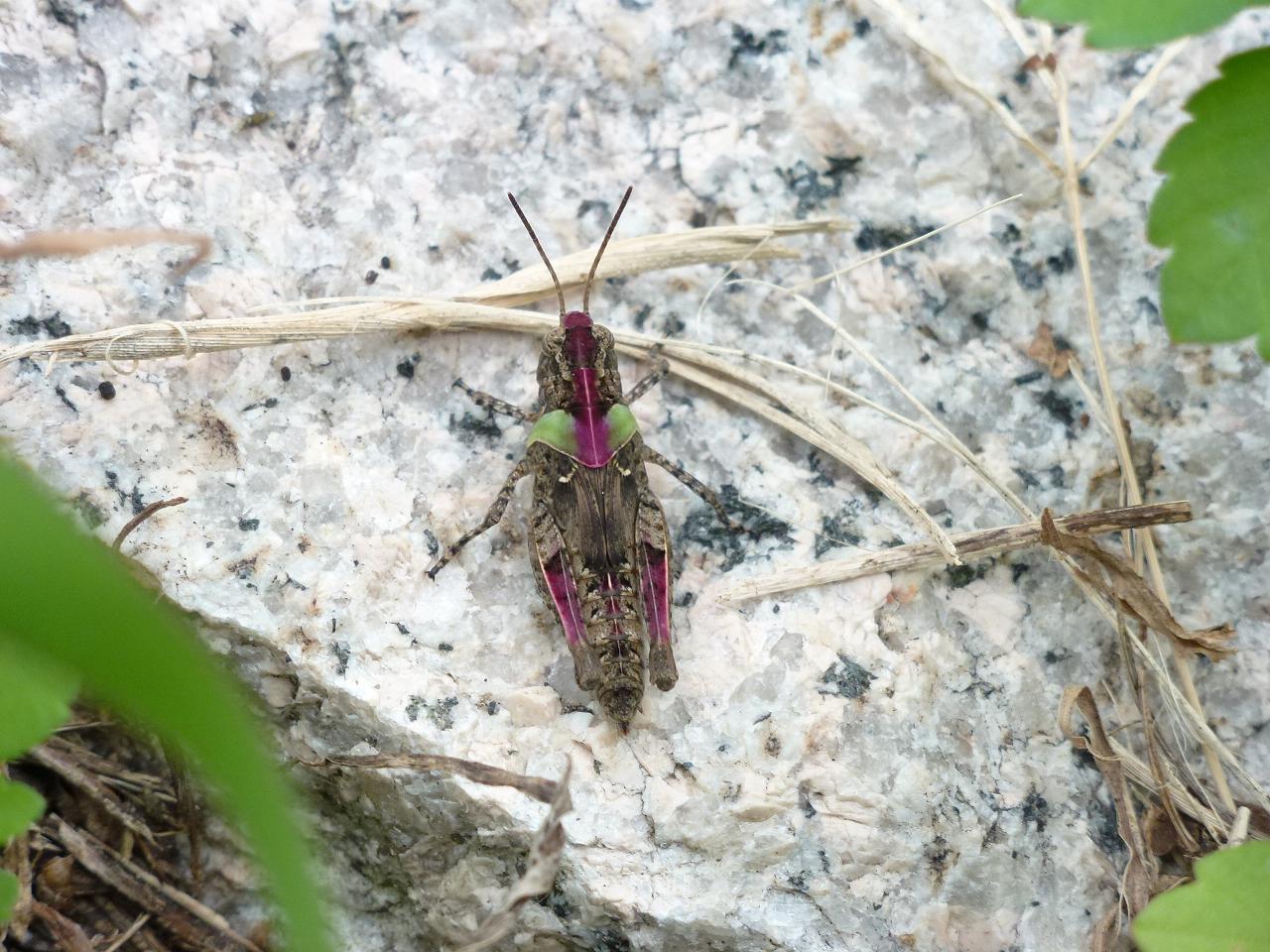 «ö¦¹¦b·sµøµ¡ÂsÄý¹Ï¤ù