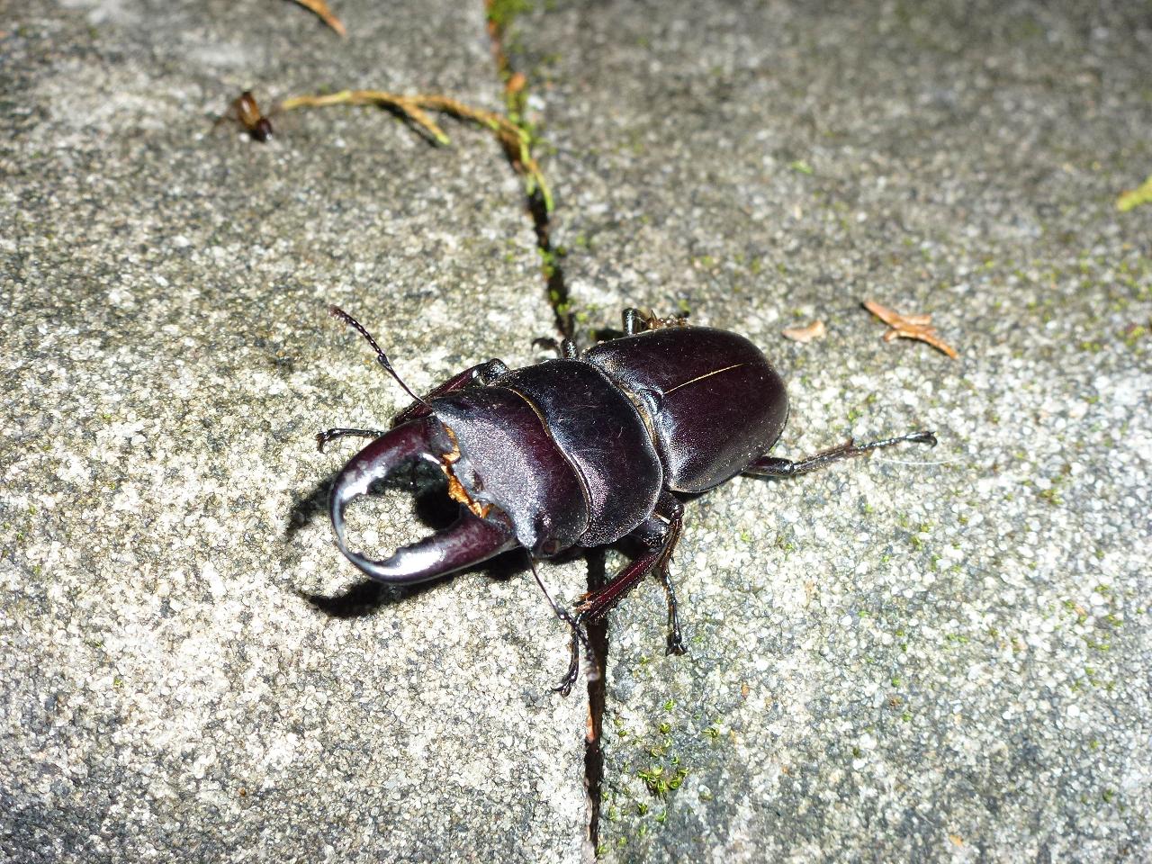 «ö¦¹¦b·sµøµ¡ÂsÄý¹Ï¤ù