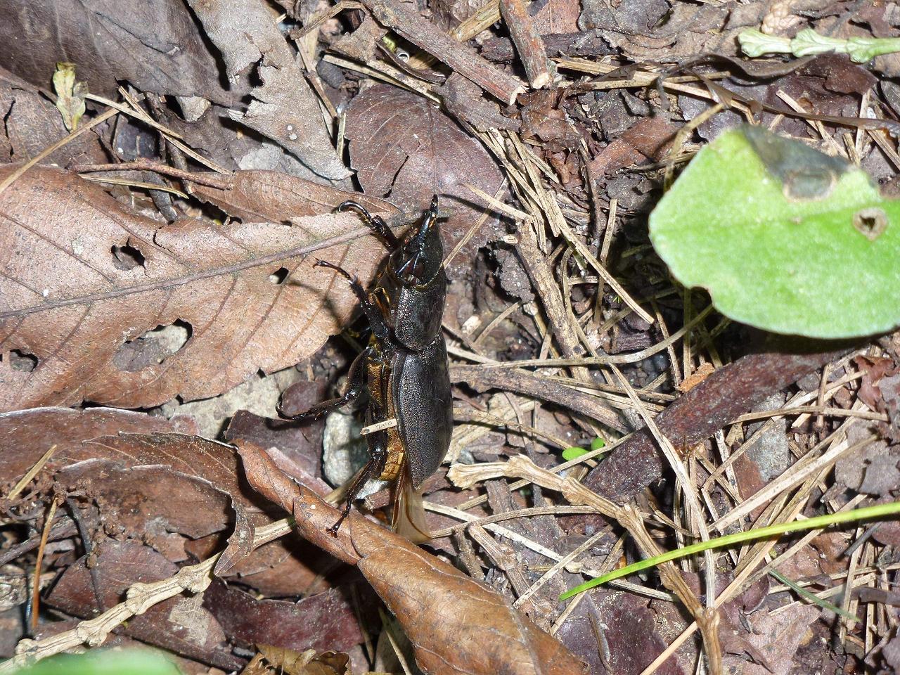 «ö¦¹¦b·sµøµ¡ÂsÄý¹Ï¤ù