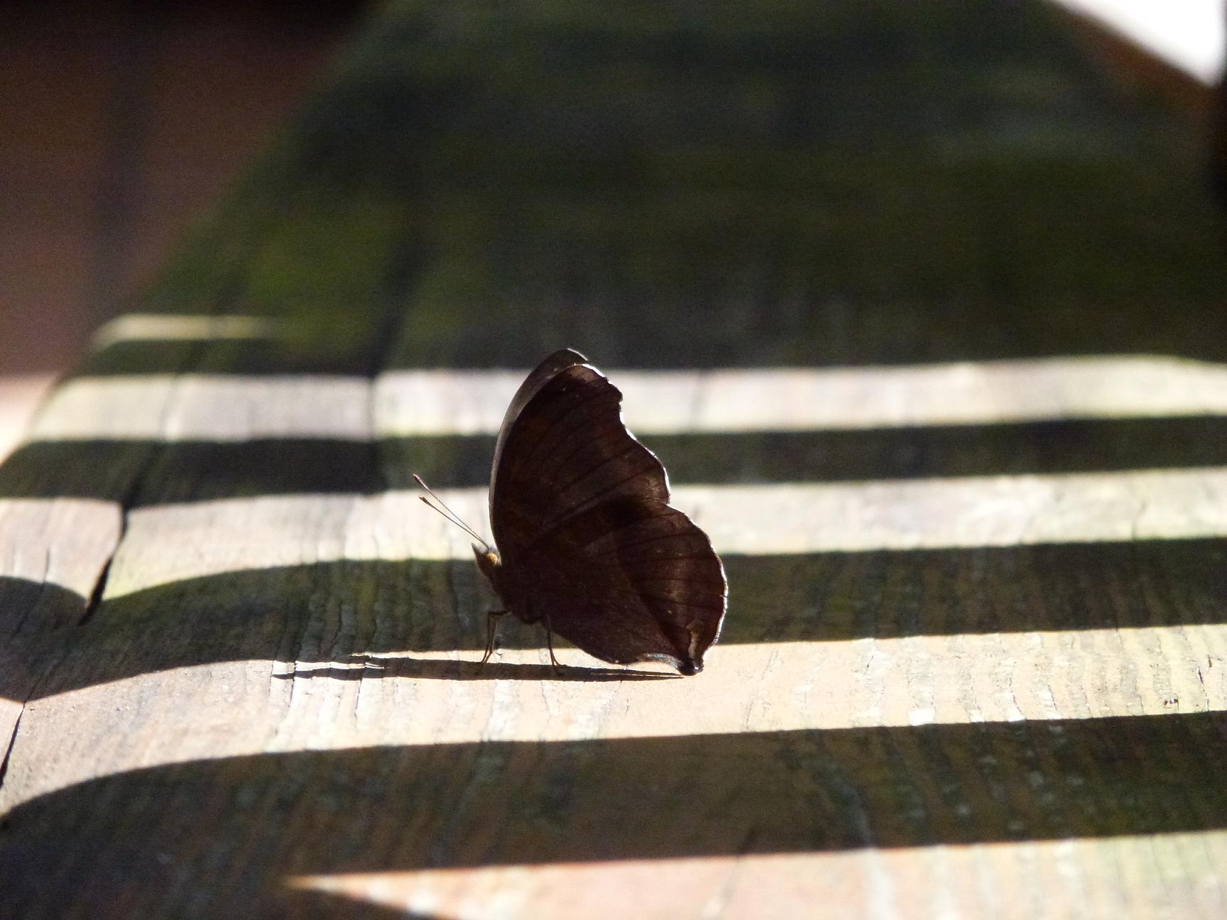 «ö¦¹¦b·sµøµ¡ÂsÄý¹Ï¤ù