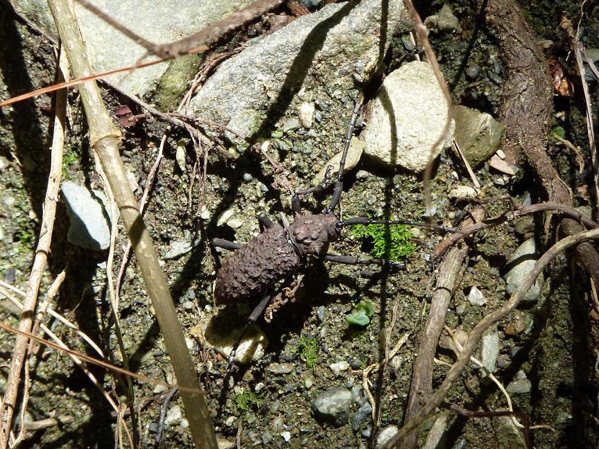 «ö¦¹¦b·sµøµ¡ÂsÄý¹Ï¤ù