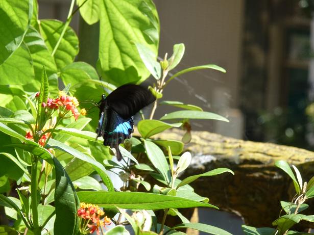 «ö¦¹¦b·sµøµ¡ÂsÄý¹Ï¤ù