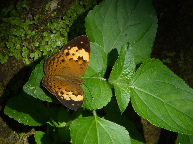 «ö¦¹¦b·sµøµ¡ÂsÄý¹Ï¤ù