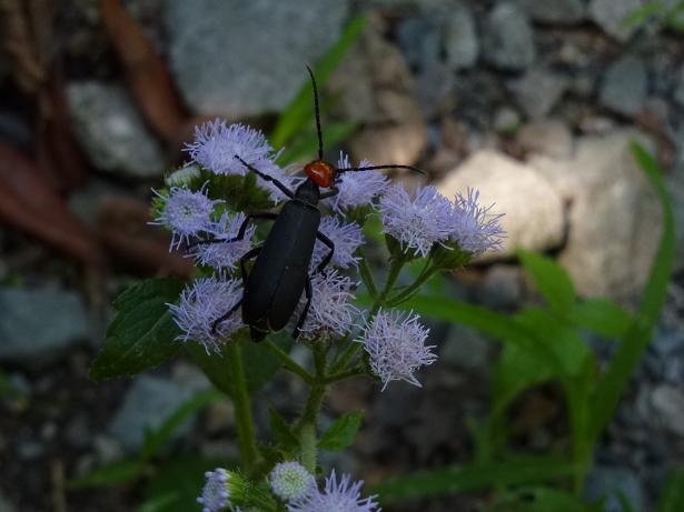 «ö¦¹¦b·sµøµ¡ÂsÄý¹Ï¤ù