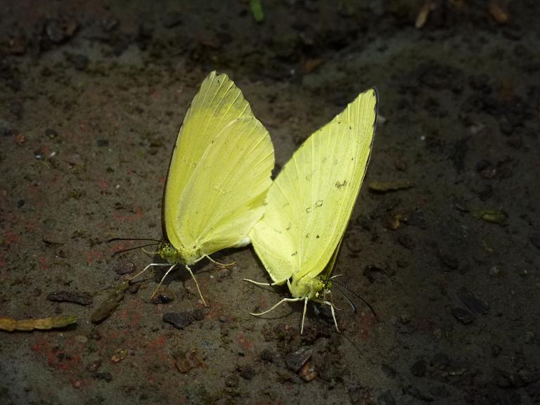 «ö¦¹¦b·sµøµ¡ÂsÄý¹Ï¤ù