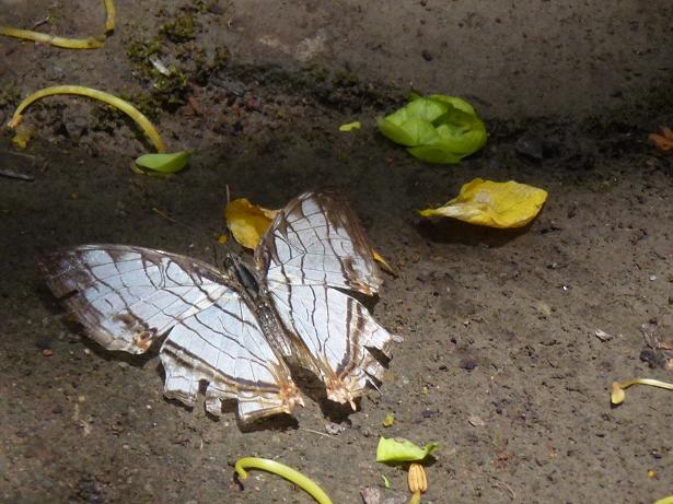 «ö¦¹¦b·sµøµ¡ÂsÄý¹Ï¤ù