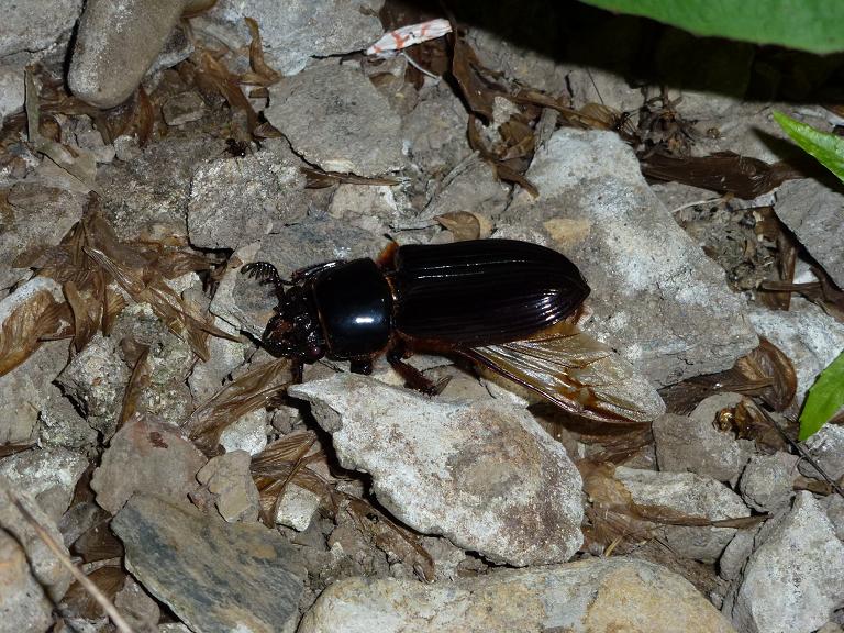 «ö¦¹¦b·sµøµ¡ÂsÄý¹Ï¤ù