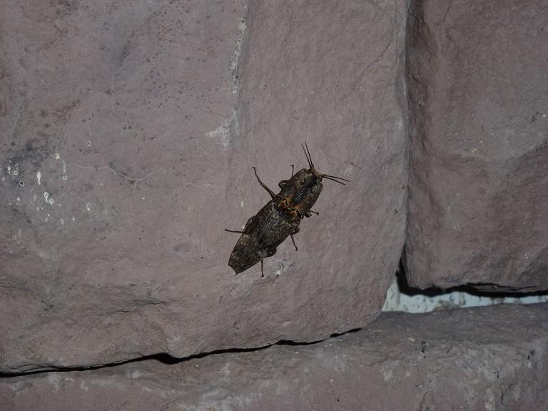 «ö¦¹¦b·sµøµ¡ÂsÄý¹Ï¤ù