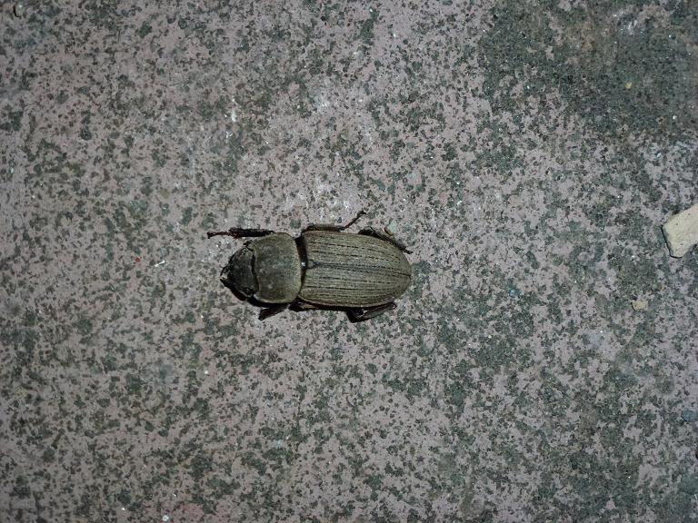 «ö¦¹¦b·sµøµ¡ÂsÄý¹Ï¤ù