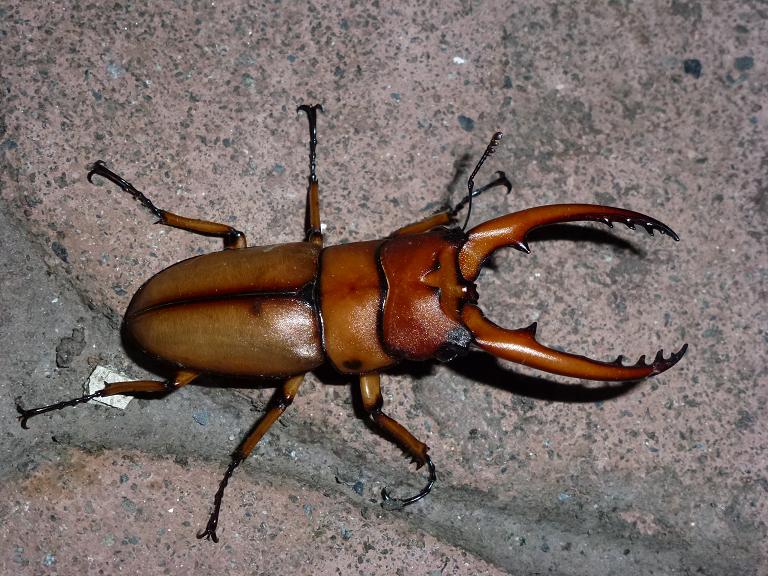 «ö¦¹¦b·sµøµ¡ÂsÄý¹Ï¤ù