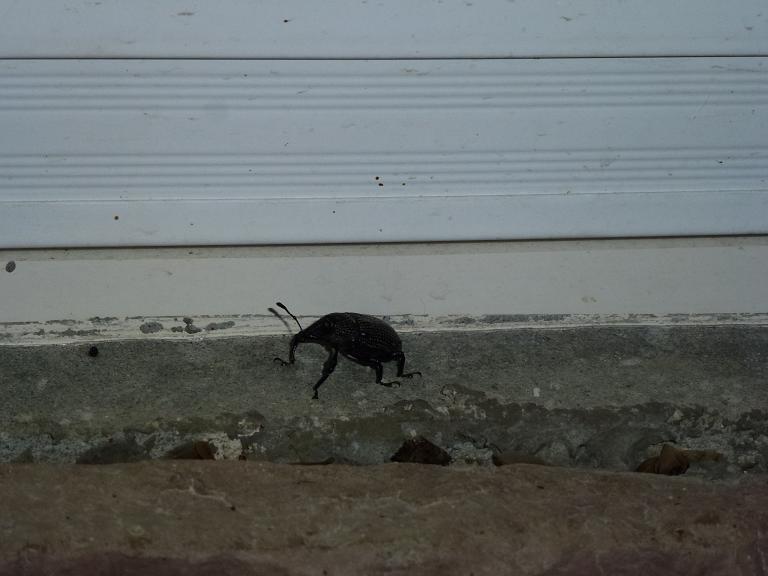 «ö¦¹¦b·sµøµ¡ÂsÄý¹Ï¤ù