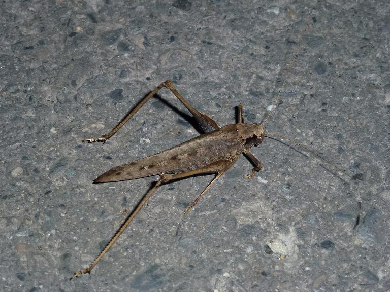 «ö¦¹¦b·sµøµ¡ÂsÄý¹Ï¤ù