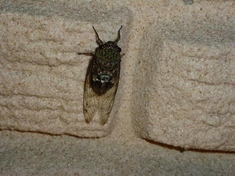 «ö¦¹¦b·sµøµ¡ÂsÄý¹Ï¤ù