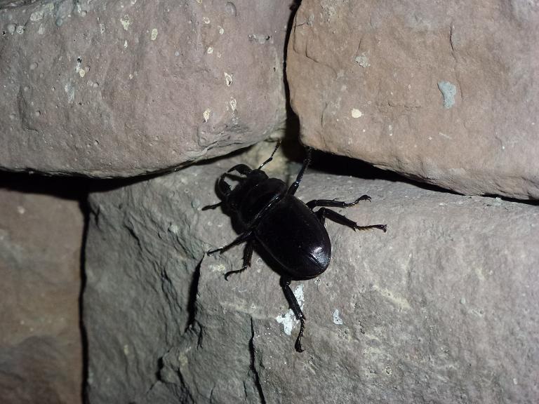 «ö¦¹¦b·sµøµ¡ÂsÄý¹Ï¤ù