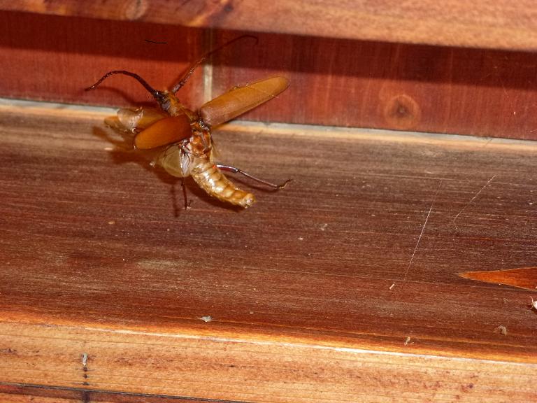 «ö¦¹¦b·sµøµ¡ÂsÄý¹Ï¤ù