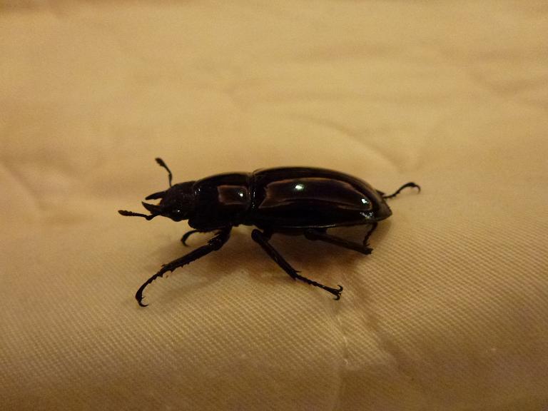 «ö¦¹¦b·sµøµ¡ÂsÄý¹Ï¤ù