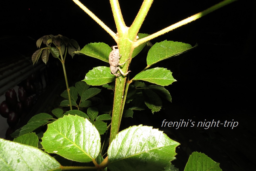 «ö¦¹¦b·sµøµ¡ÂsÄý¹Ï¤ù