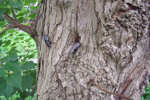 «ö¦¹¦b·sµøµ¡ÂsÄý¹Ï¤ù