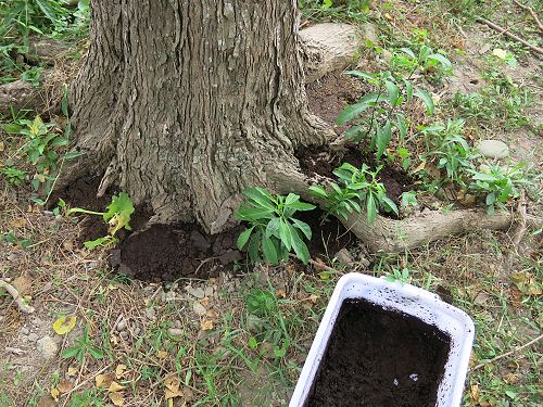 «ö¦¹¦b·sµøµ¡ÂsÄý¹Ï¤ù