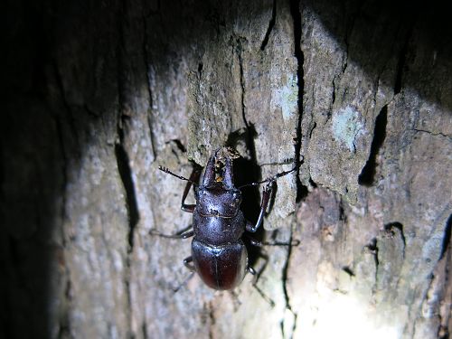 «ö¦¹¦b·sµøµ¡ÂsÄý¹Ï¤ù