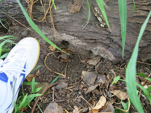 «ö¦¹¦b·sµøµ¡ÂsÄý¹Ï¤ù