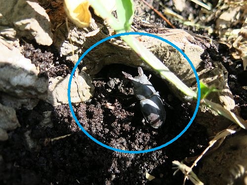 «ö¦¹¦b·sµøµ¡ÂsÄý¹Ï¤ù