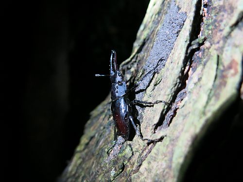 «ö¦¹¦b·sµøµ¡ÂsÄý¹Ï¤ù