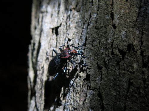 «ö¦¹¦b·sµøµ¡ÂsÄý¹Ï¤ù