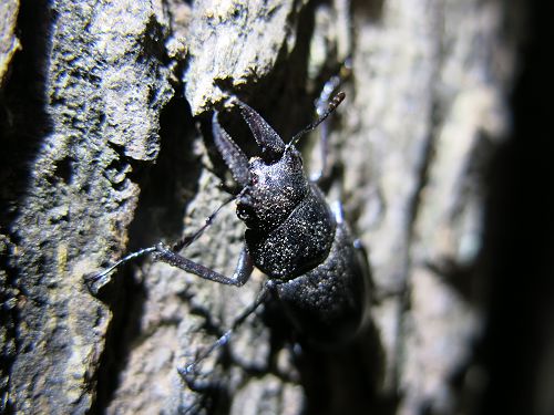 «ö¦¹¦b·sµøµ¡ÂsÄý¹Ï¤ù